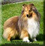 Valerina Ross DANISH BREEZE
