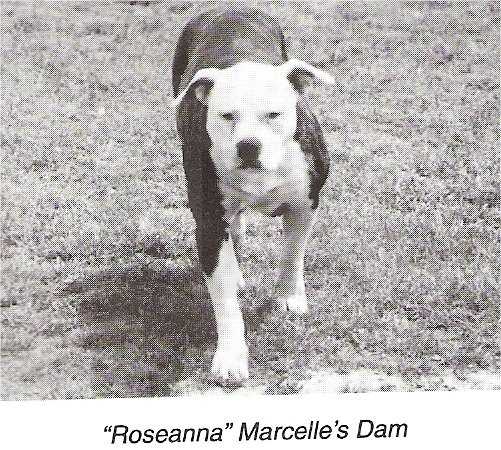 Roseanne aka Roseanna Lane (Colby Pitbull)