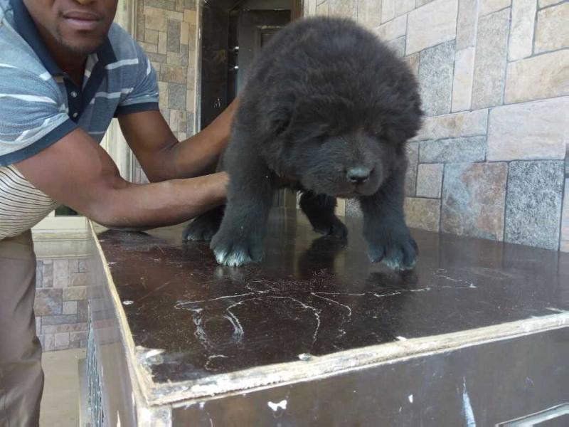 Attoro de Bsquaredkennel