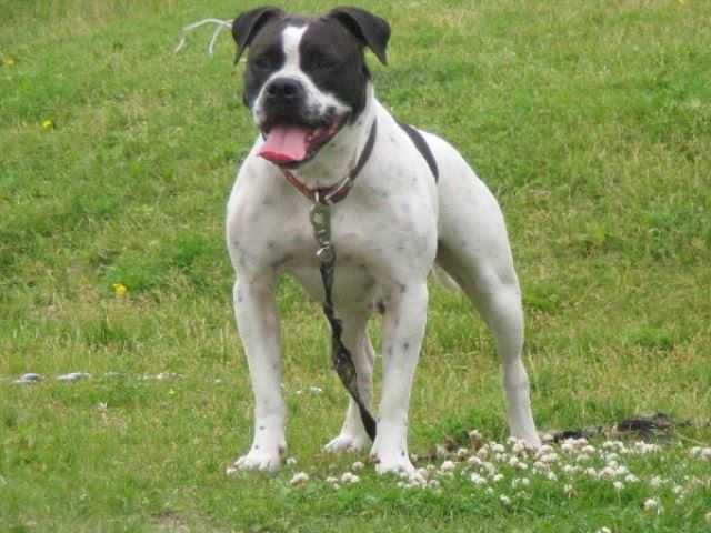 Kirkham's Kalli