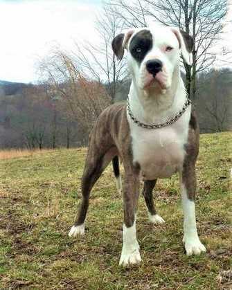 F. F. Lexy Pearl Fox of MRN
