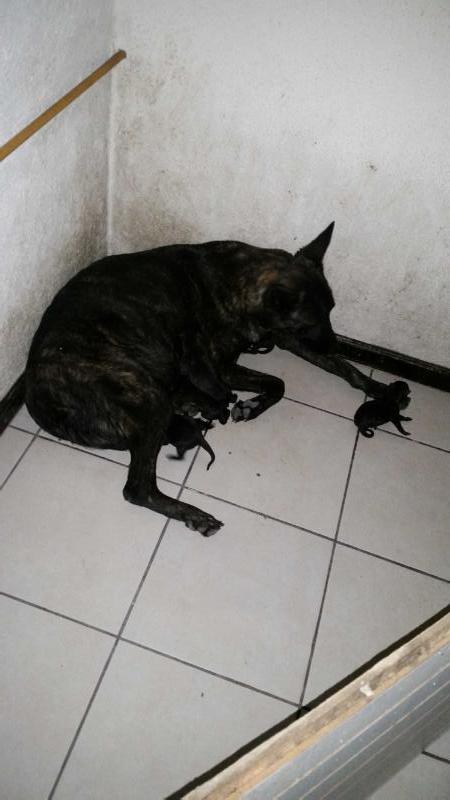 Coatl Kara (Vargas) Mex.