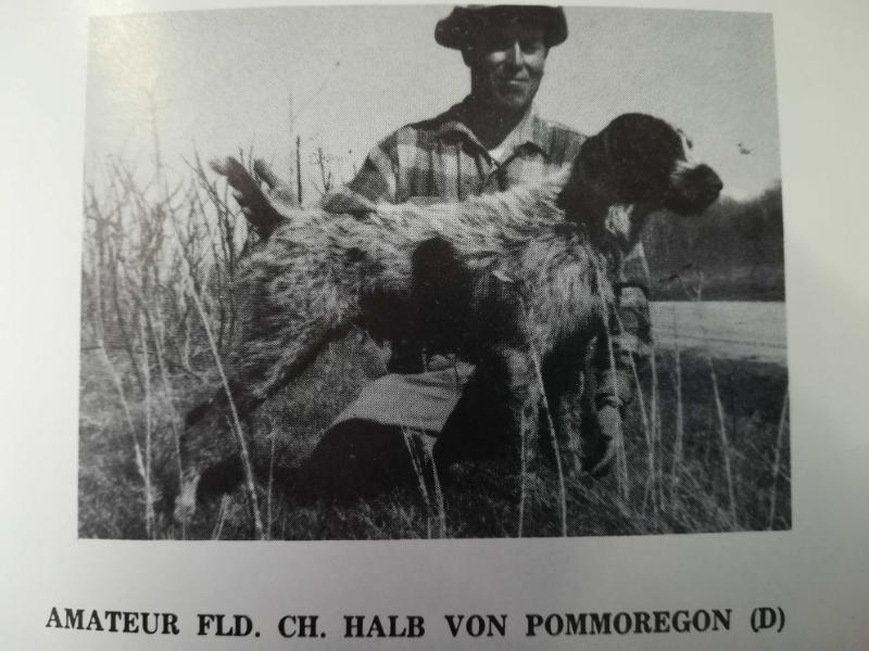 Halb Von Pommoregon