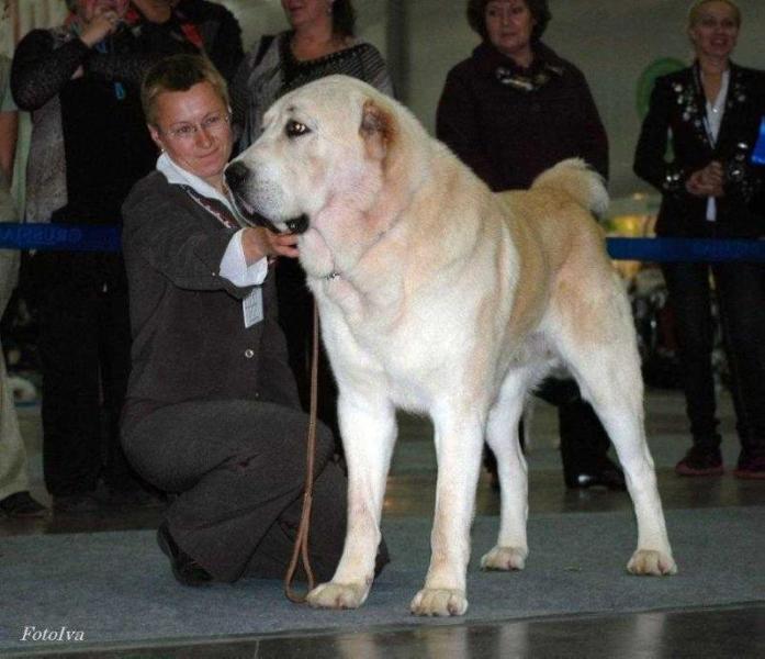 Sher-Giz zholbors