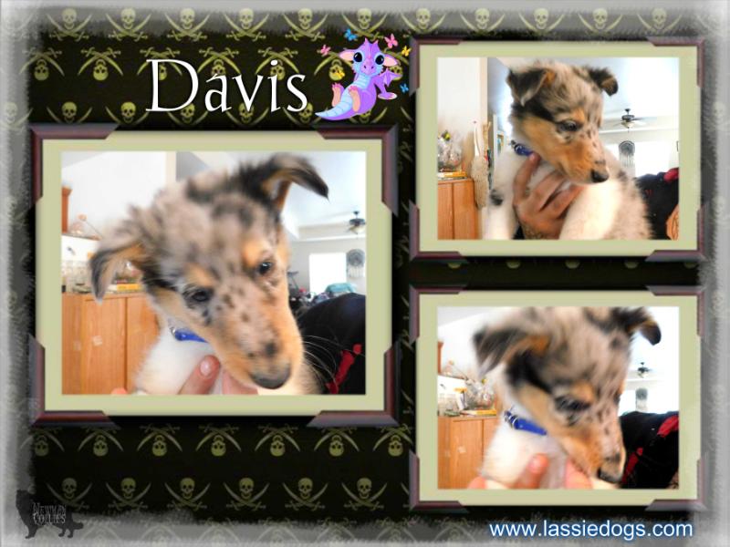 Newman's Dauntless Davis