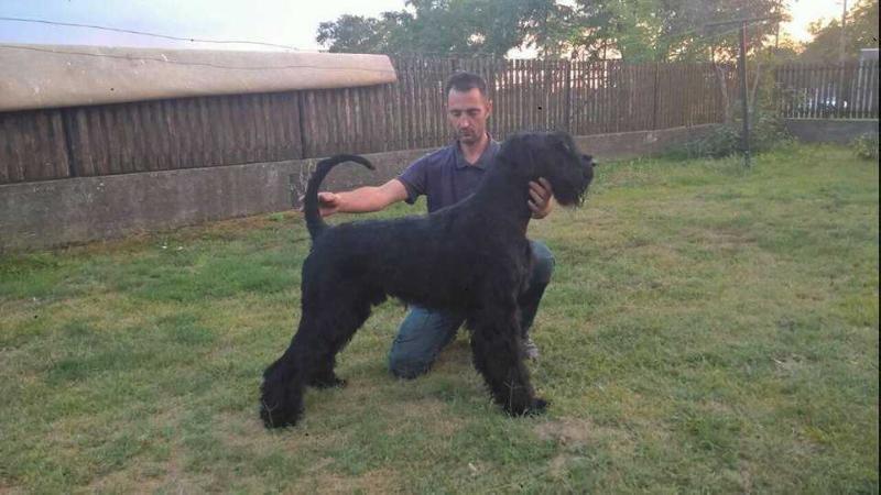 ROBO CANIS JEREMY CAPONE
