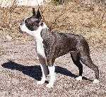 Barroco's Miss Moneypenny