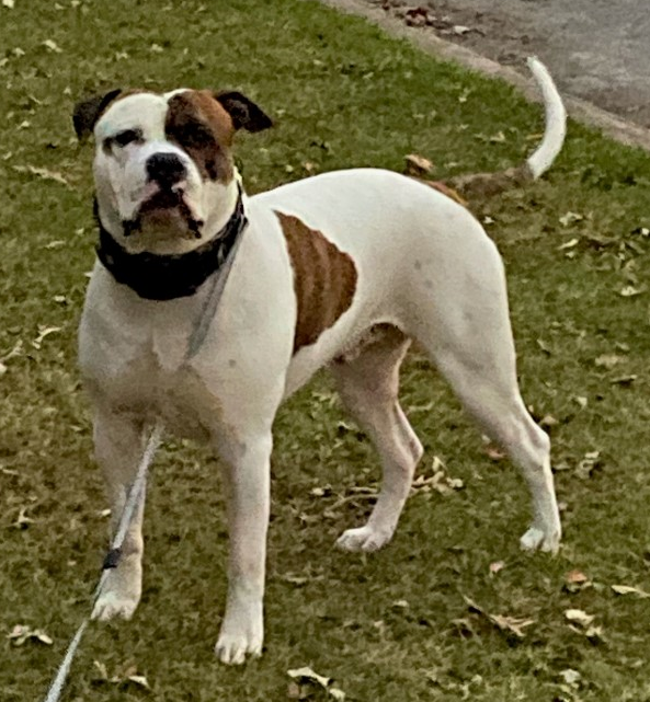 M&K's Bosco of Laura