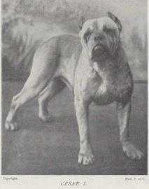 Cesar I