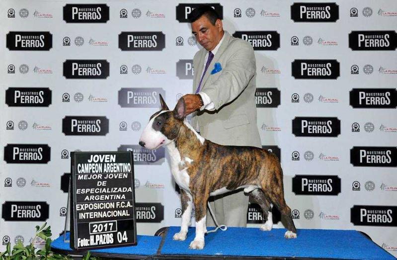 Neapolitan Bull Floyd Maywheater Jr