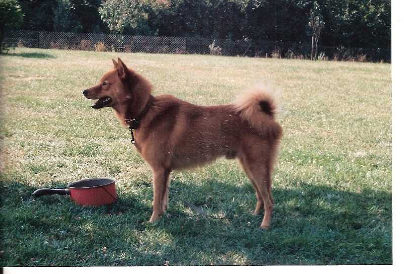 IAGO LOF. 165/53