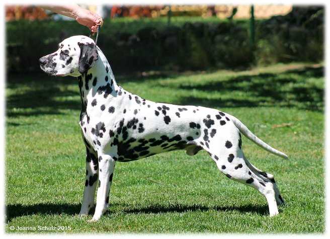 Dalspots Coach Master