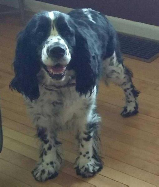 Miss Molly Mae XII