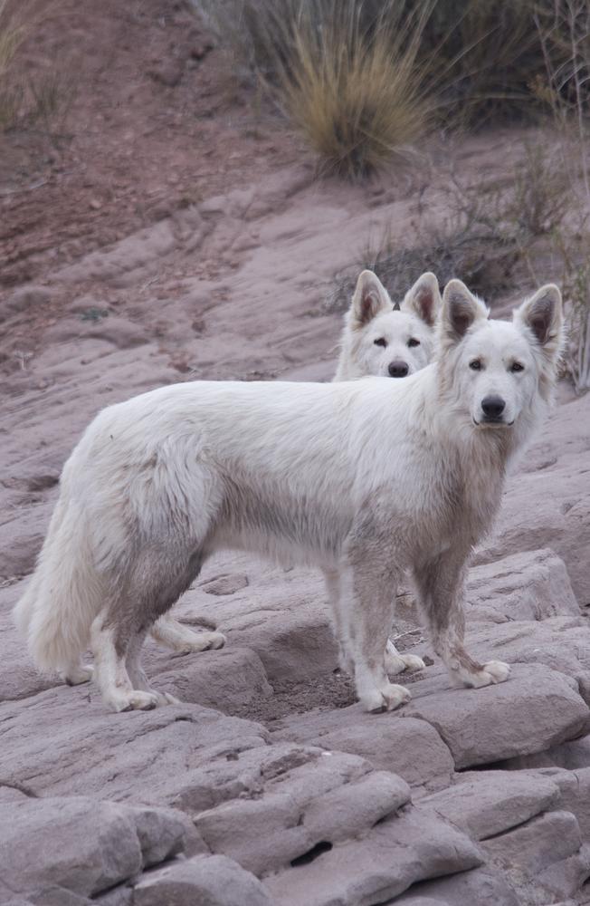 SPARTACUS E. Blancos Du Mon