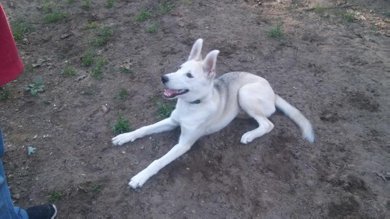 Starfire's Samson of Evergreen 96.52