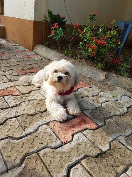 ES BENJI