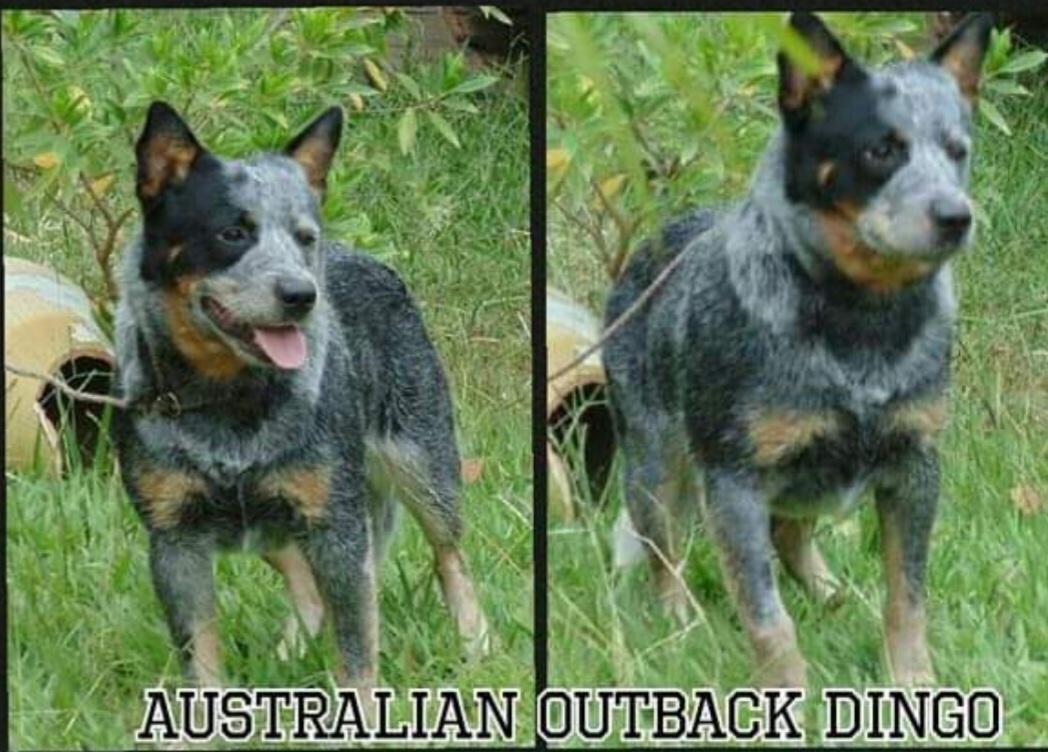 AUSTRALIAN OUTBACK DINGO