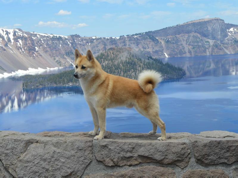 Hundehaven's Kendall