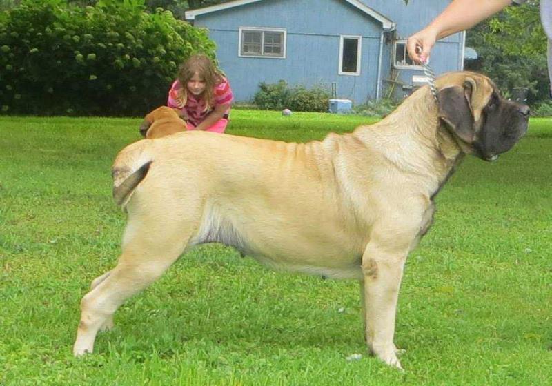 Devincourt's Million Dollar Baby Maggie