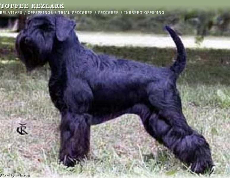 TOFFEE REZLARK