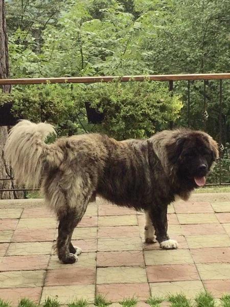 Erkan Russtil K.O. (ROU)