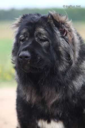 RUSSKI RISK TAYFUN (RUS)