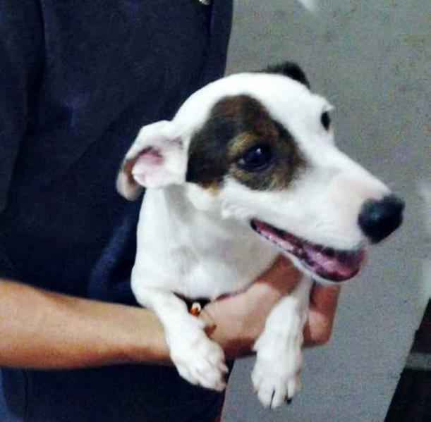 Senzalla Clubduchien Jack (Dimenor)