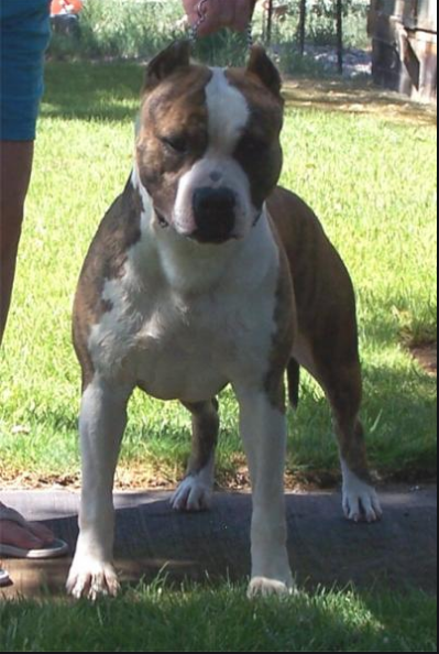 NEVADA'S STAR SPANGLED SPANKY