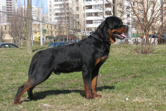 Danila Grand Selen