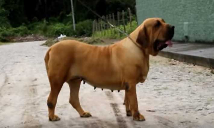 Raeder's Vitoria