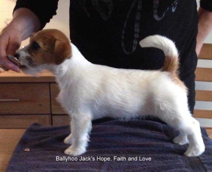 Ballyhoo Jack's Hope, Faith and Love