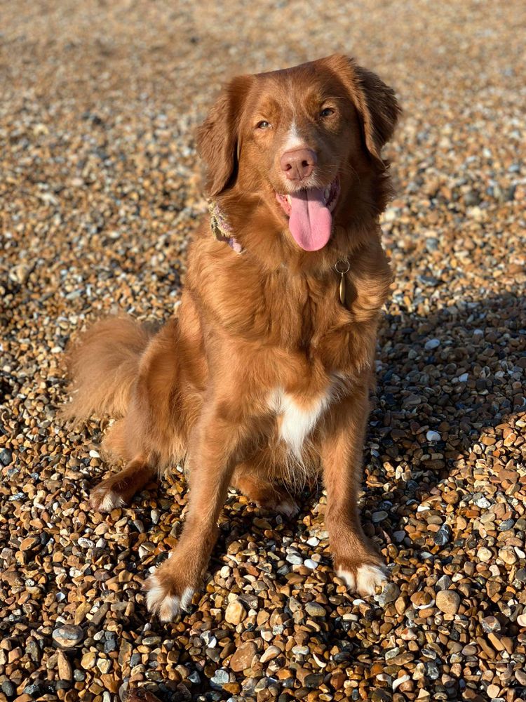 Canis Amicus Liana