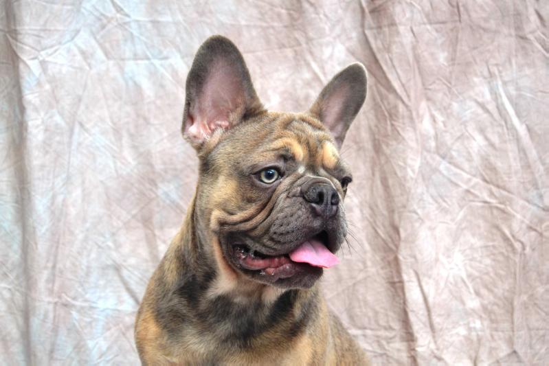 Happy Creatures Vitabull Loki