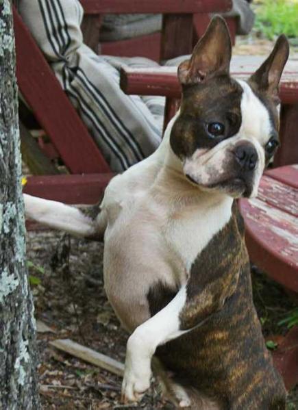 Brio N Hilltop's Princess Tiger Lily