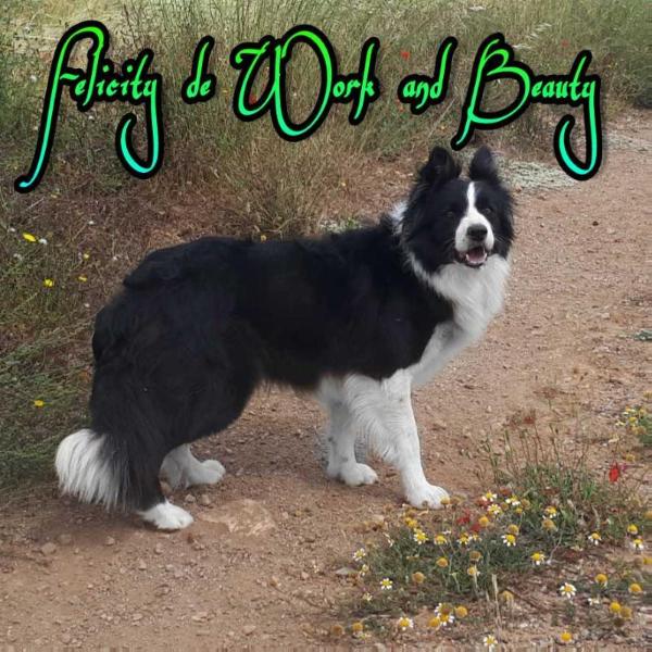 Felicity De Work And Beauty (LOE 2160915)