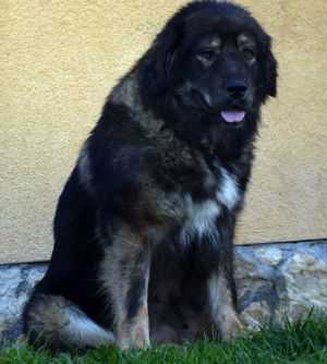 Varna De Marcus (ROU)