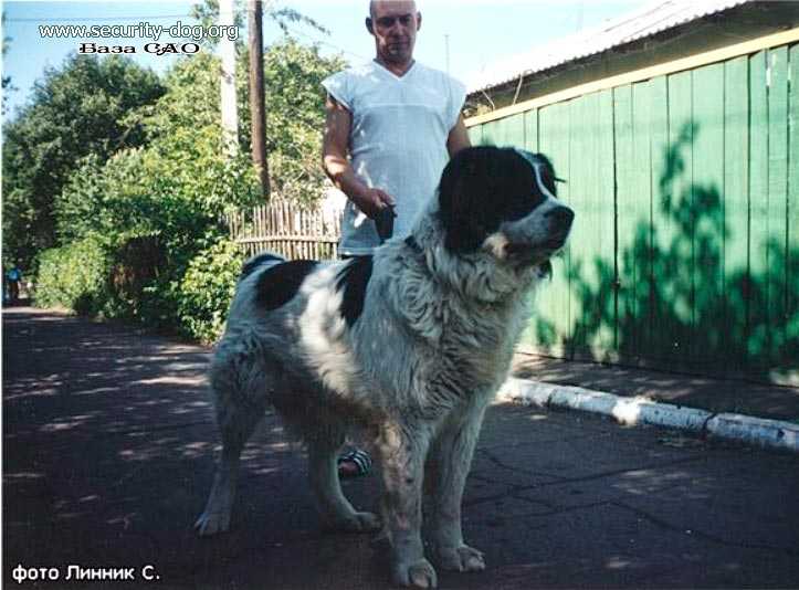 Ekemen owner Doronin