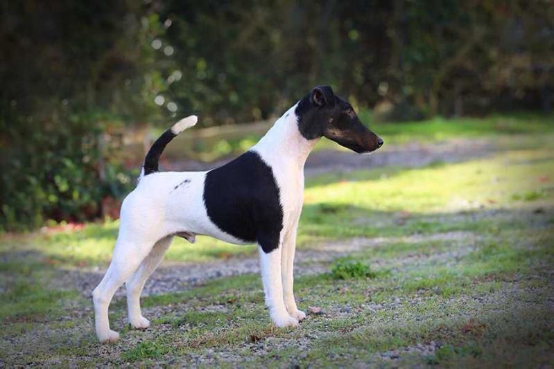Pepino v.d. Schönen Bergen