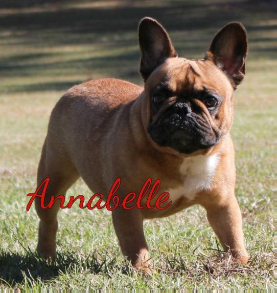 Amazing Annabelle De La Freya Rouges
