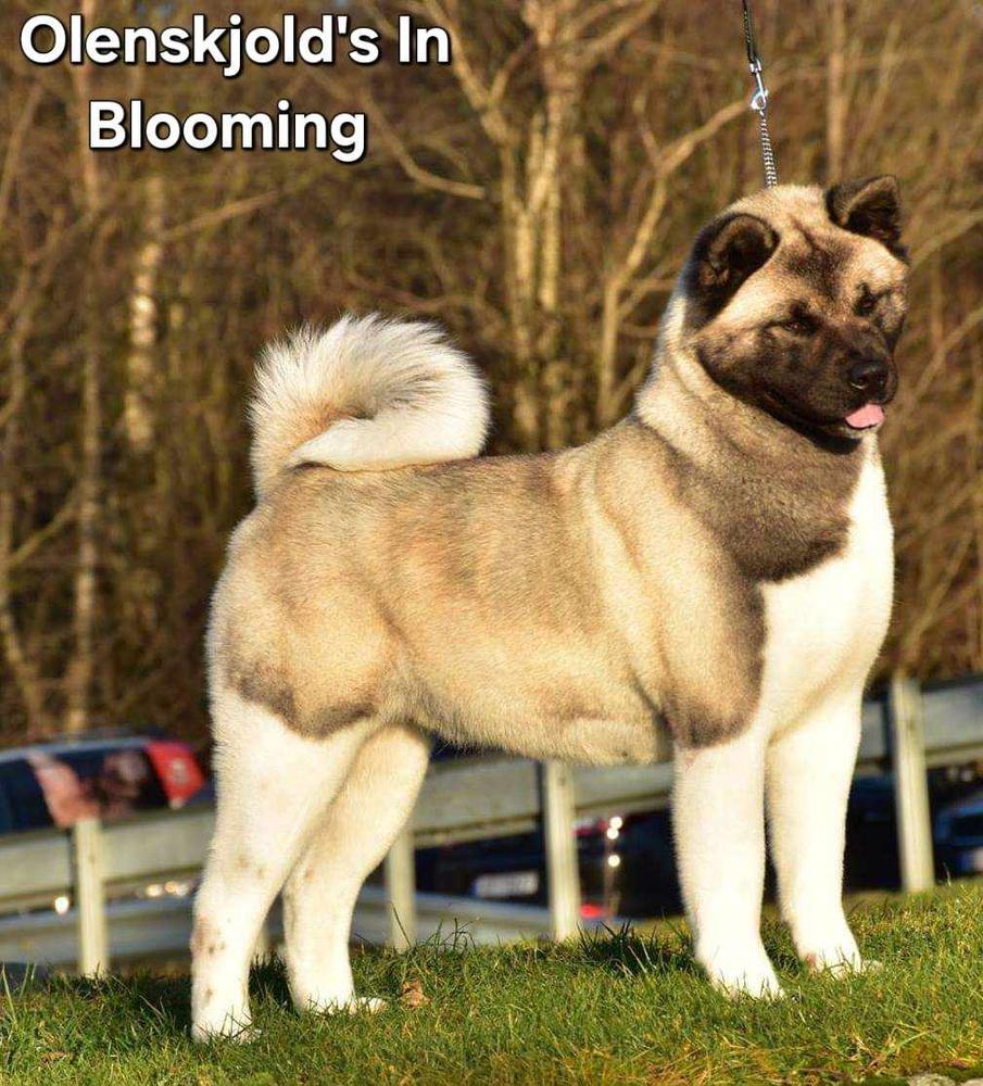 Olenskjold's In Blooming