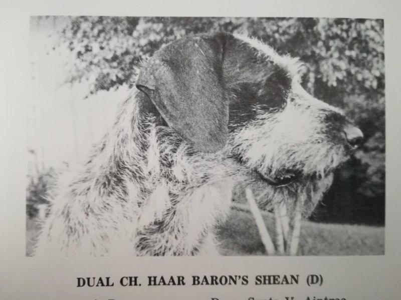 HAAR BARON'S SHEAN (D)