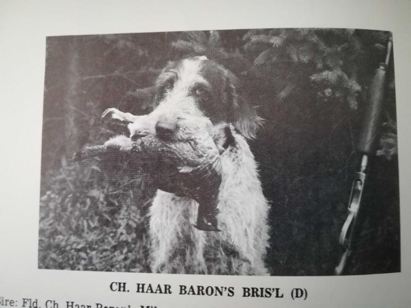 HAAR BARON'S BRIS'L