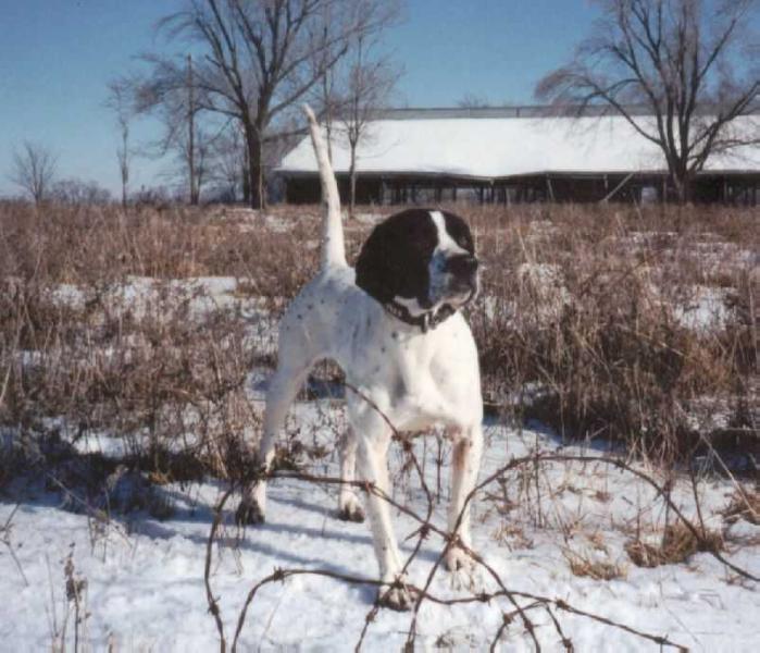 ACE'S BLACK PEPPER