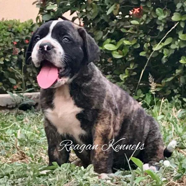 BRUNO (FABIO) HAUS OF REAGAN