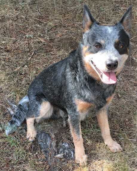 Greycliff Badger Outback