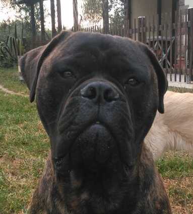 BORIS(soulpride)