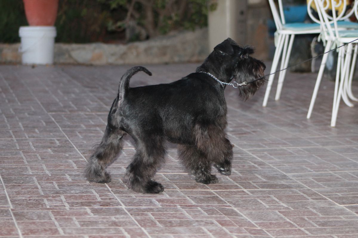 GEMARIAH del Pago los Albardines
