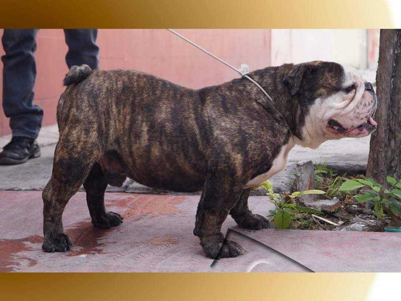 BLACK BEAR (FARFAN) MEX. FCI.