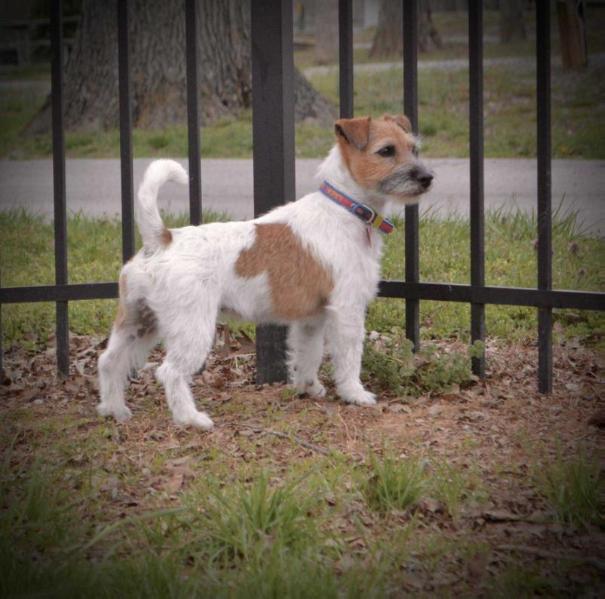 Mountain Top Terrier Aphrodite