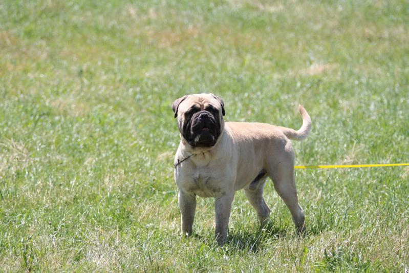 van de bullenwereld qt - billy